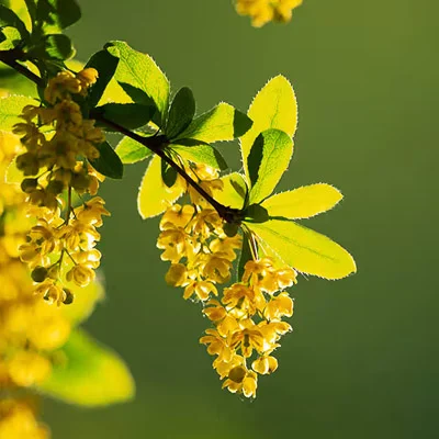 Gymnema Sylvestre herbal extract
